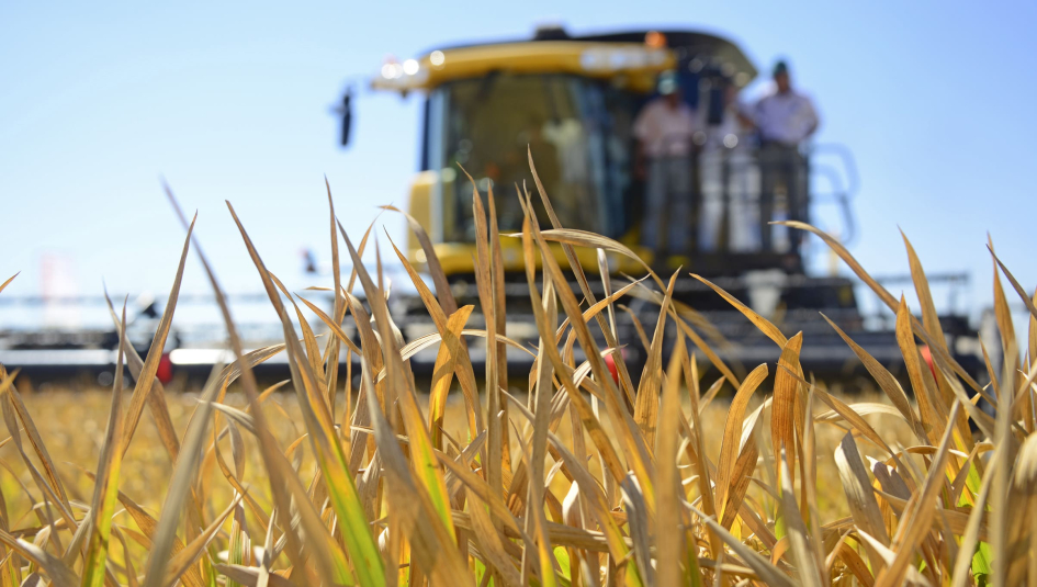 Acuerdo Mercosur Unión Europea: Uruguay completó el 63% del total de la cuota de arroz